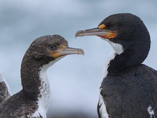 Adult and immature - Christopher Tuffley - ML619394627