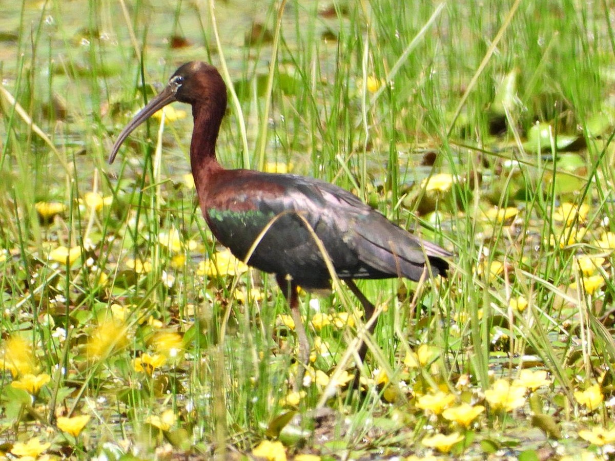 ibis hnědý - ML619394641