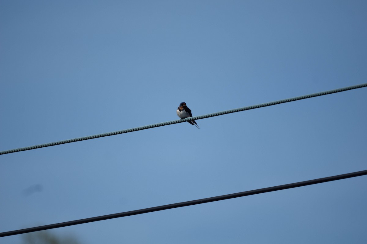 Barn Swallow (Buff-bellied) - ML619394642