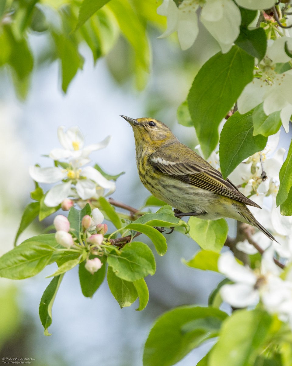 Cape May Warbler - ML619394673
