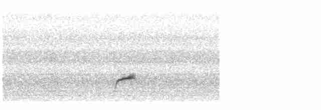 Дрізд-короткодзьоб Cвенсона - ML619394682