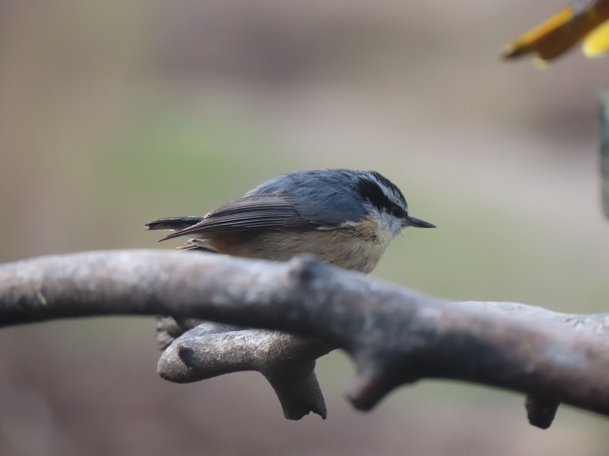 Red-breasted Nuthatch - ML619394744