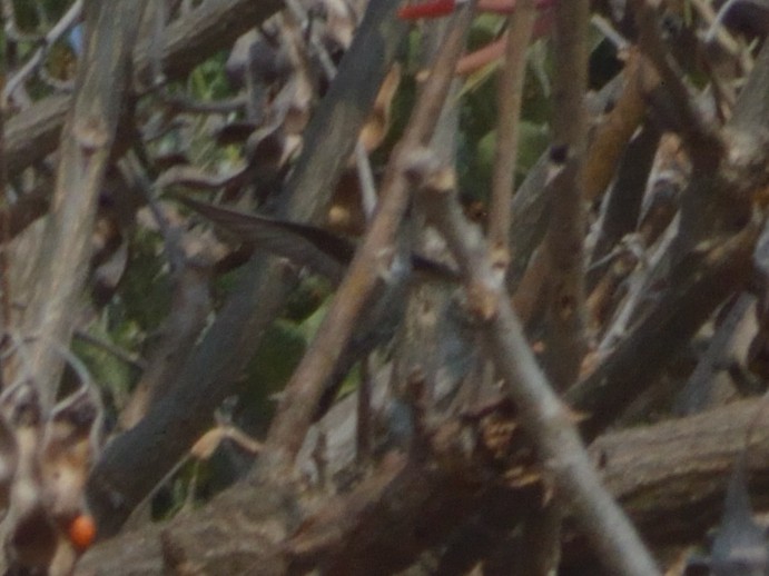 Grünbrust-Mangokolibri - ML619394761