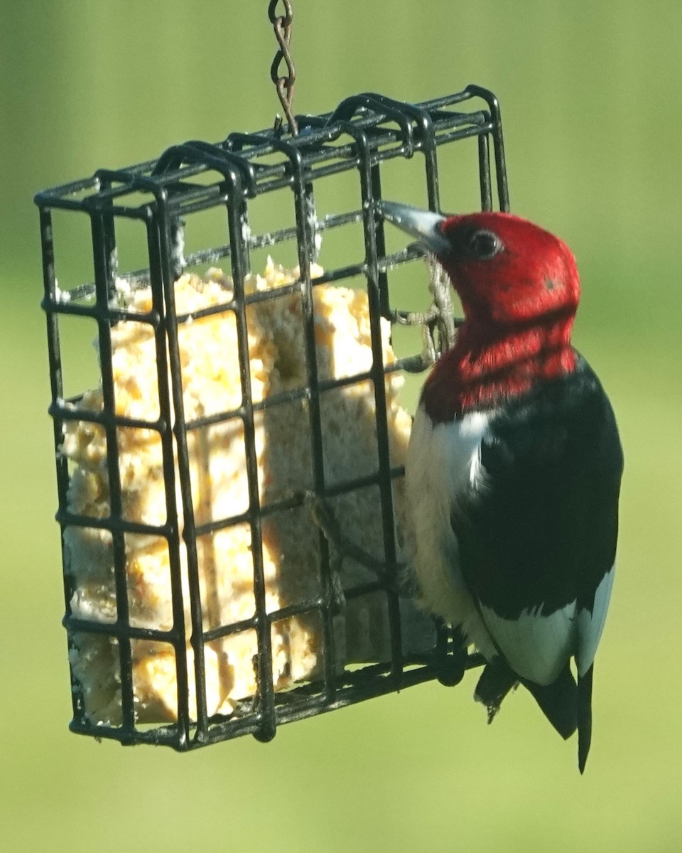 Red-headed Woodpecker - ML619394787