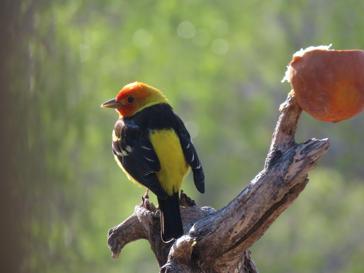 Western Tanager - ML619394802