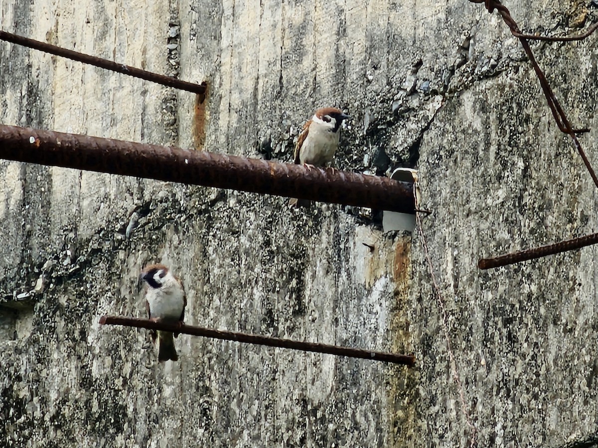 Eurasian Tree Sparrow - ML619394804