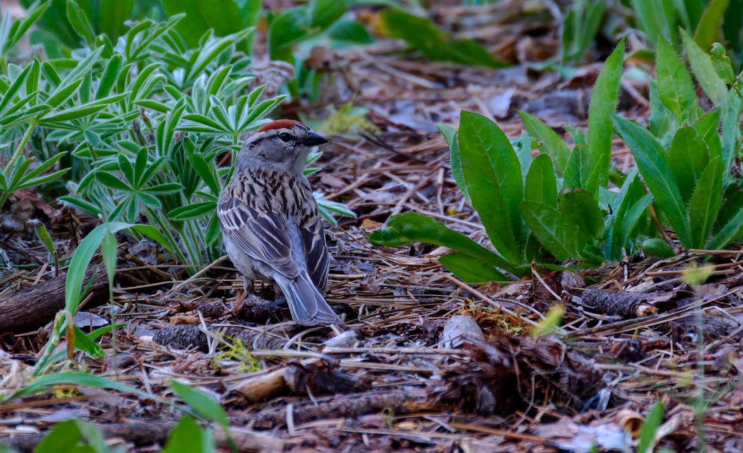 Chipping Sparrow - ML619394850