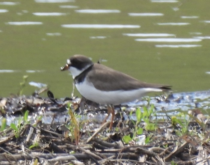 Semipalmated Plover - ML619394851
