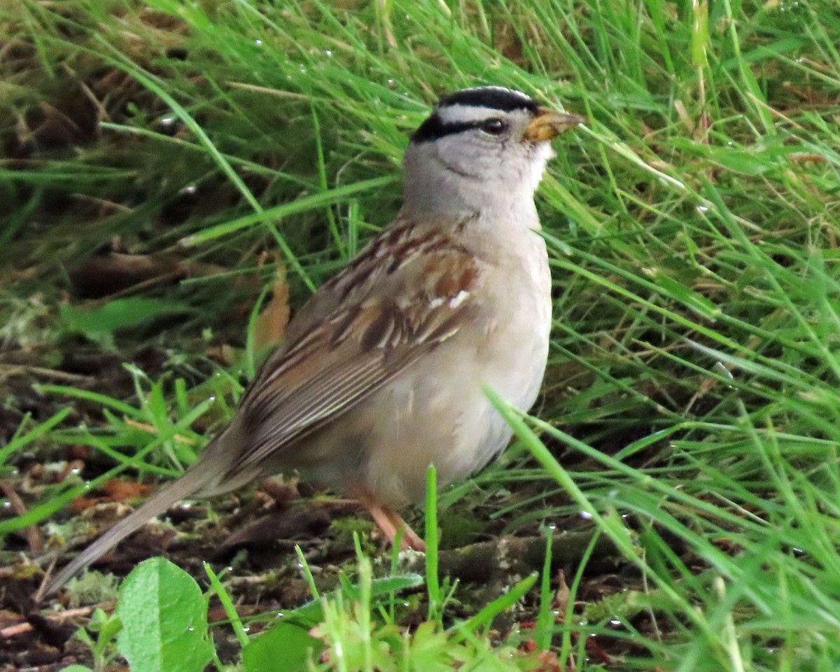 White-crowned Sparrow - ML619394880