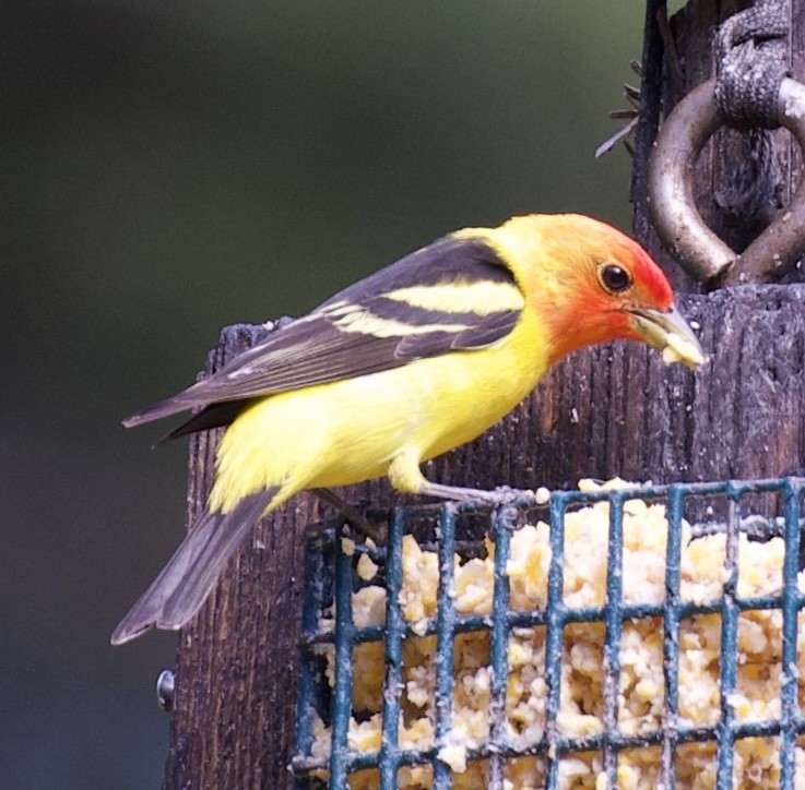 Western Tanager - ML619394996