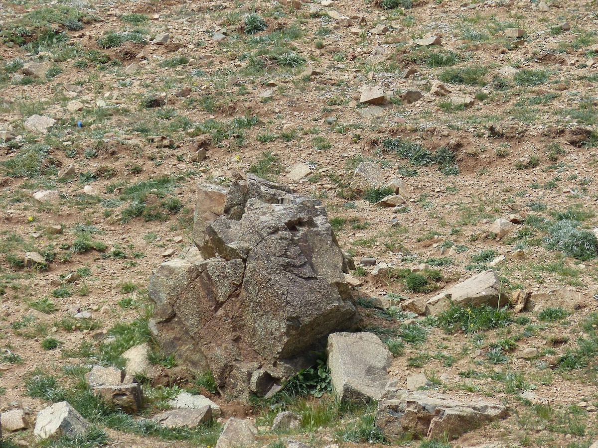 Каменный воробей - ML619395129