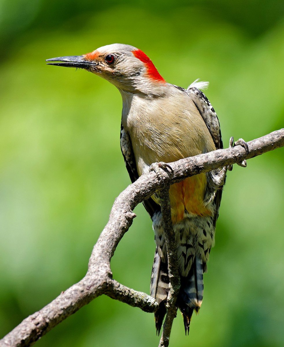 Red-bellied Woodpecker - ML619395160
