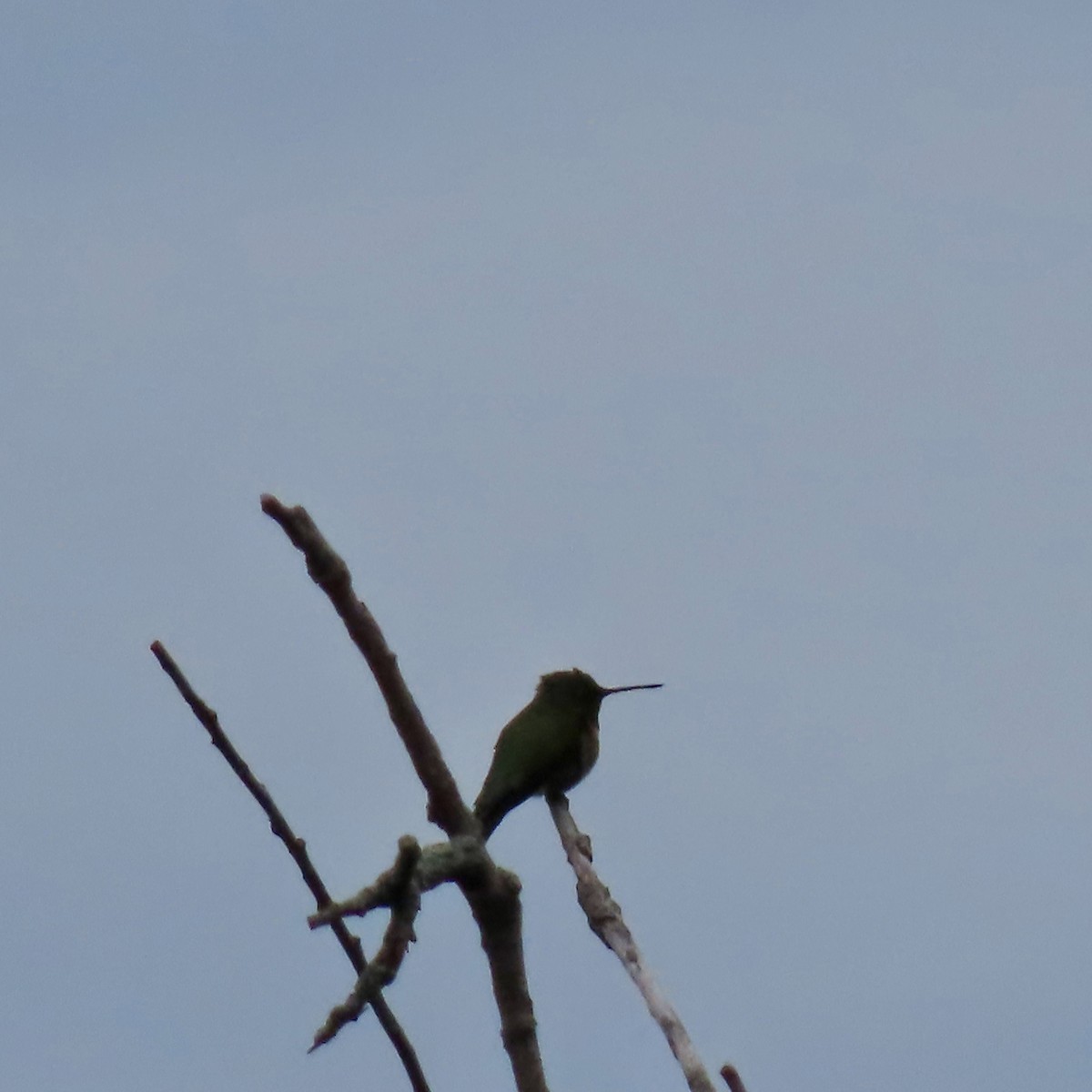 Ruby-throated Hummingbird - ML619395231