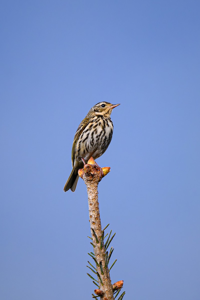 Olive-backed Pipit - ML619395235