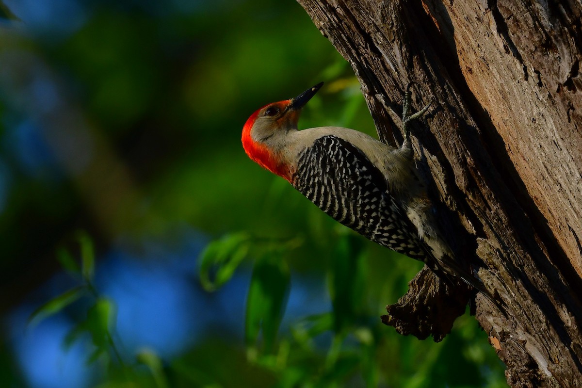 Red-bellied Woodpecker - ML619395321
