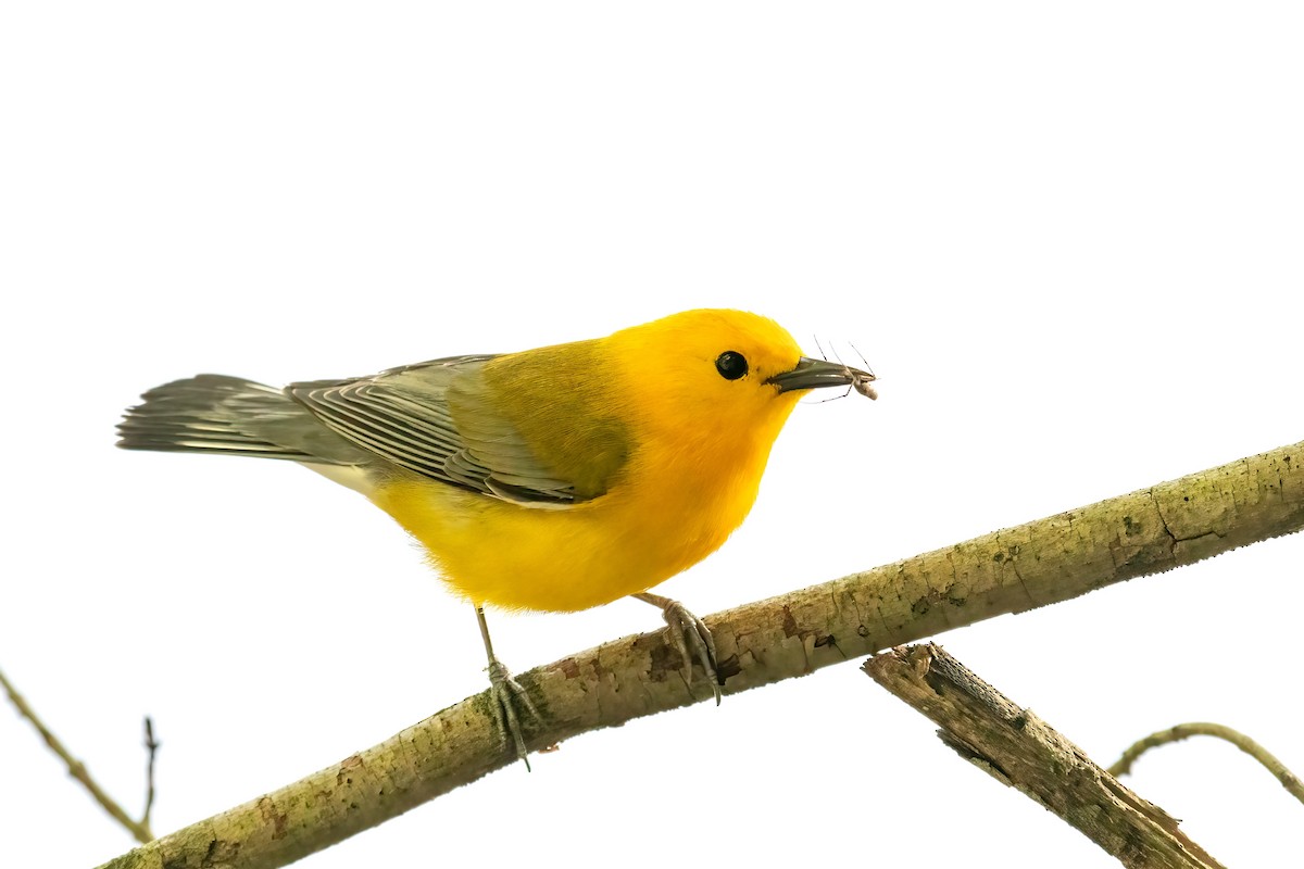 Prothonotary Warbler - ML619395324
