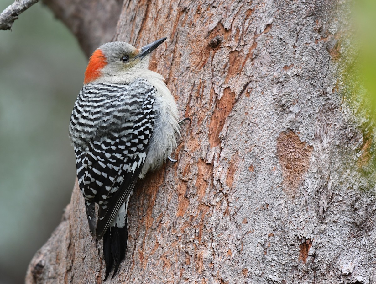 Red-bellied Woodpecker - ML619395329