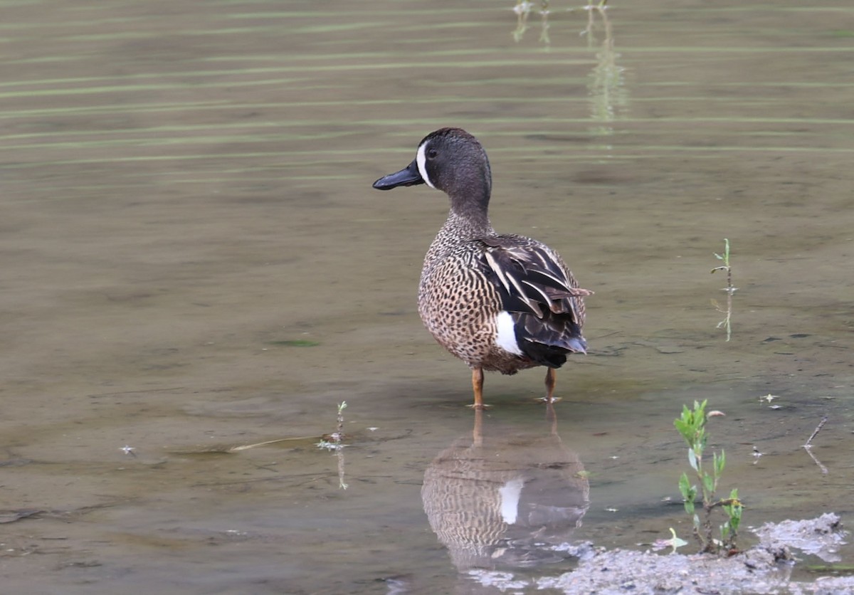 Blue-winged Teal - ML619395332