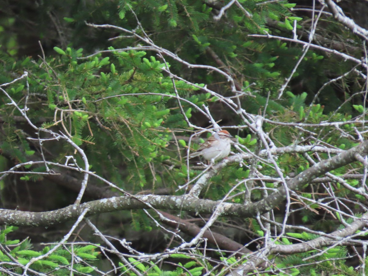 Chipping Sparrow - ML619395492