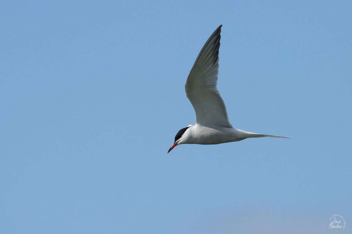 Common Tern - ML619395536