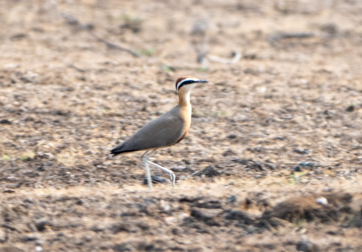 Indian Courser - ML619395576