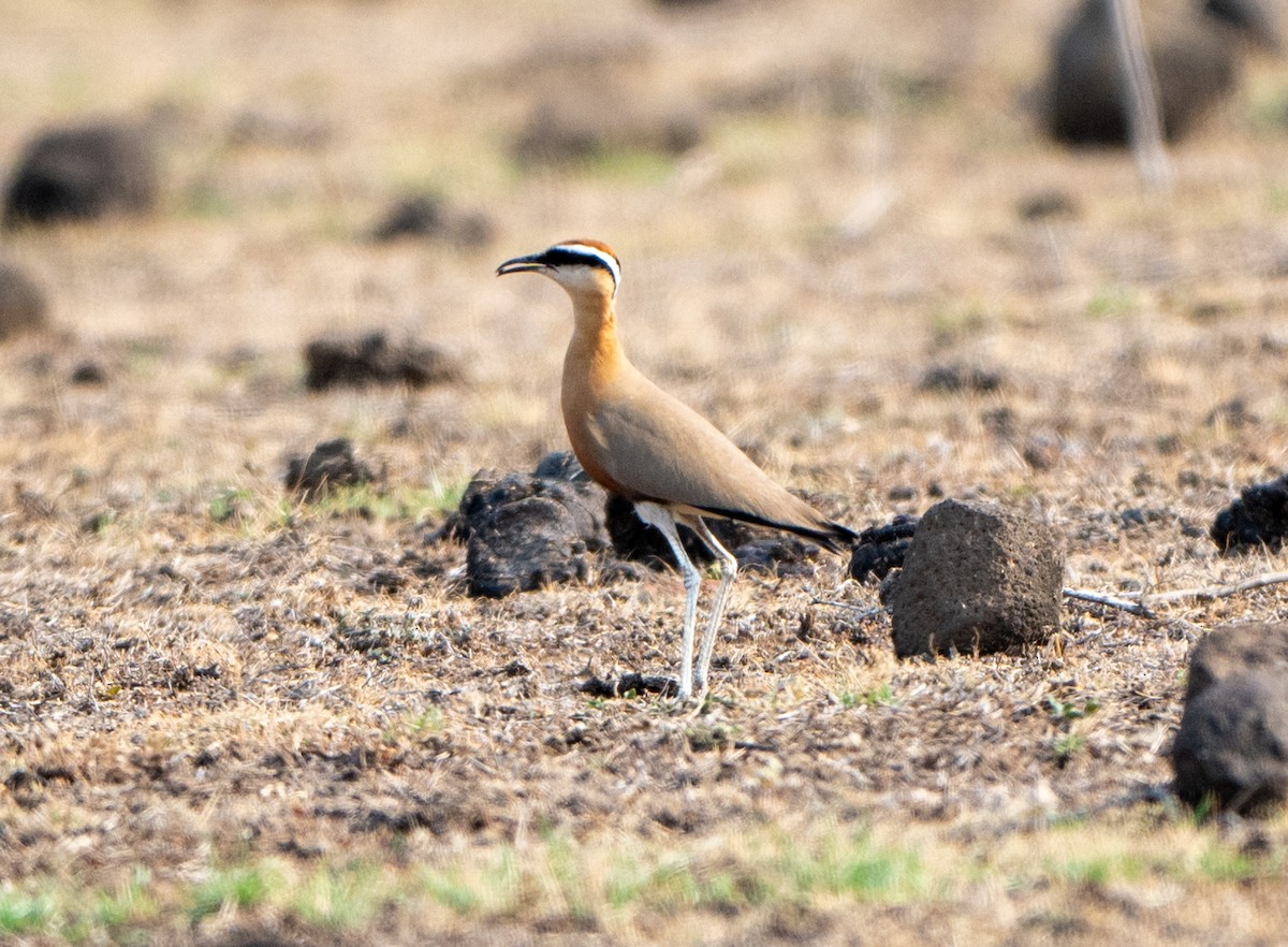 Indian Courser - ML619395580