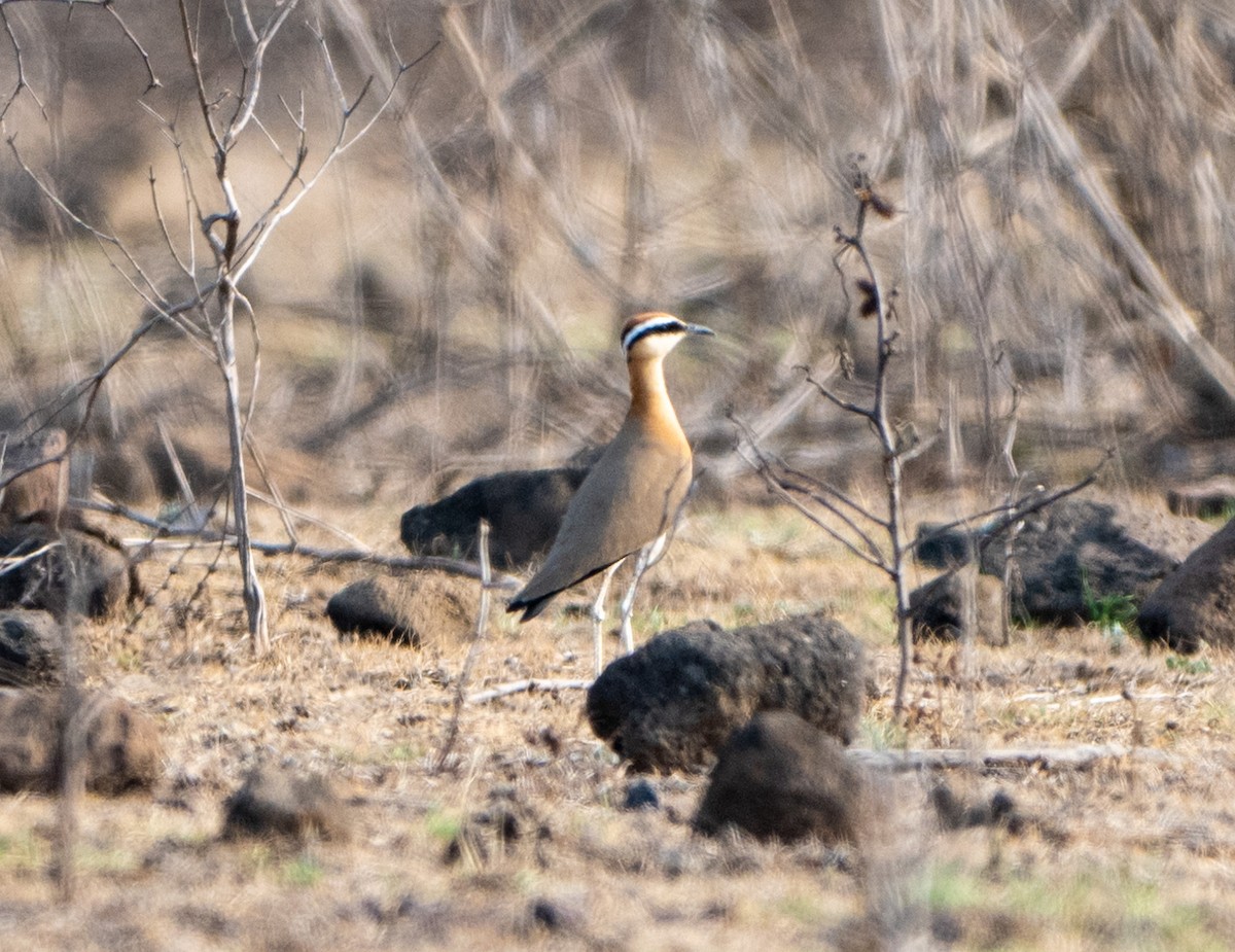 Indian Courser - ML619395581