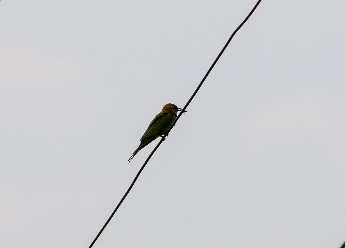 Asian Green Bee-eater - ML619395618