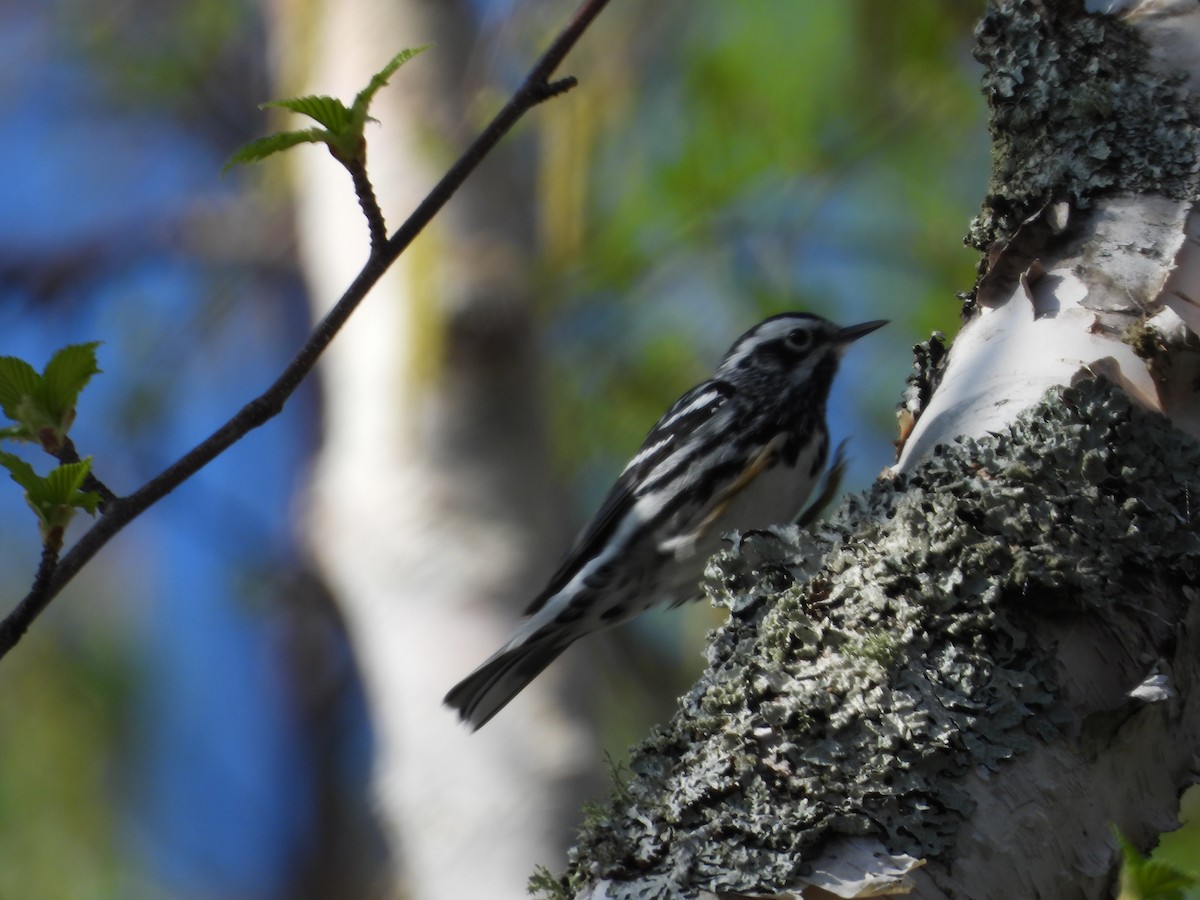 Black-and-white Warbler - ML619395637