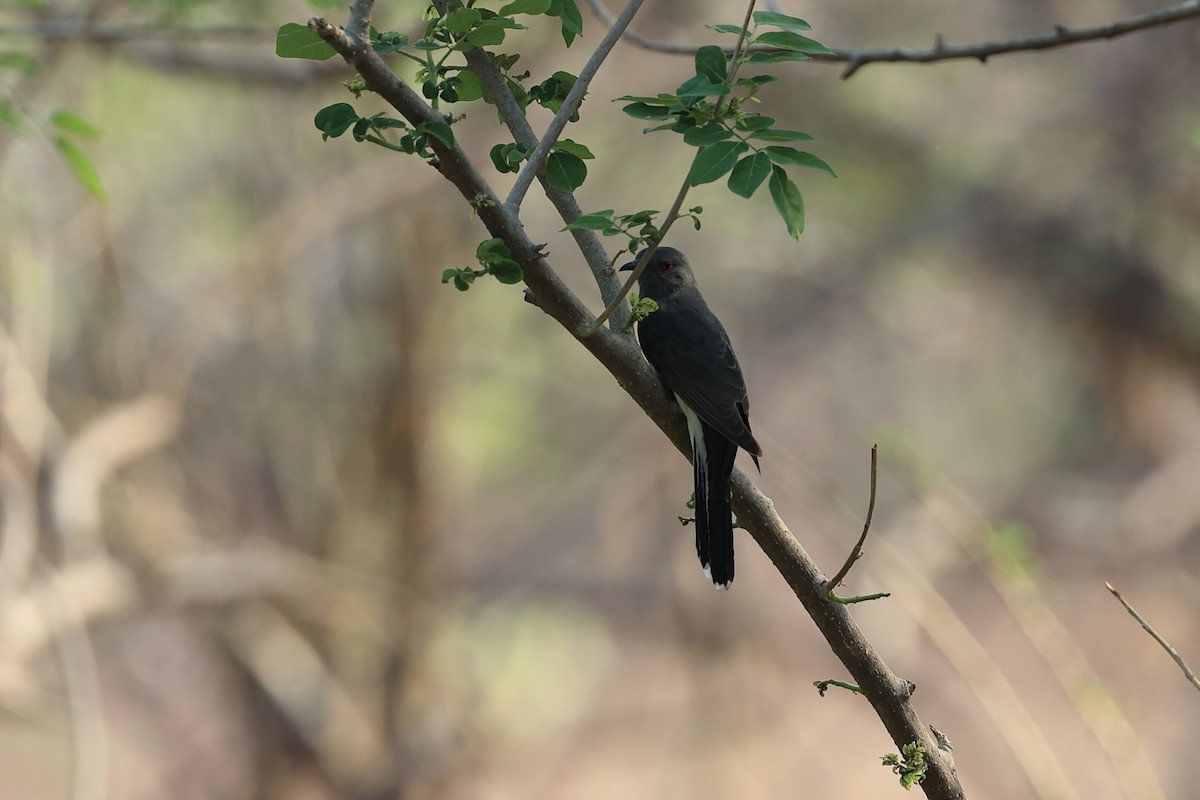 Gray-bellied Cuckoo - ML619395689