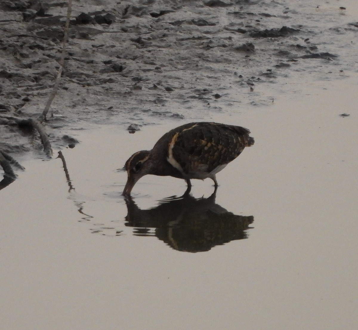 Greater Painted-Snipe - ML619395694