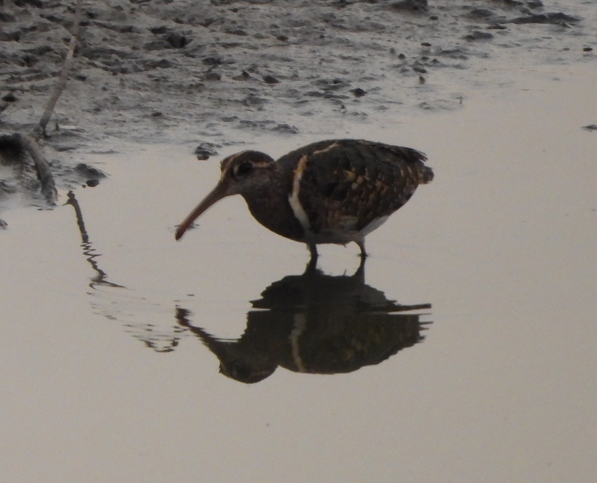 Greater Painted-Snipe - ML619395695