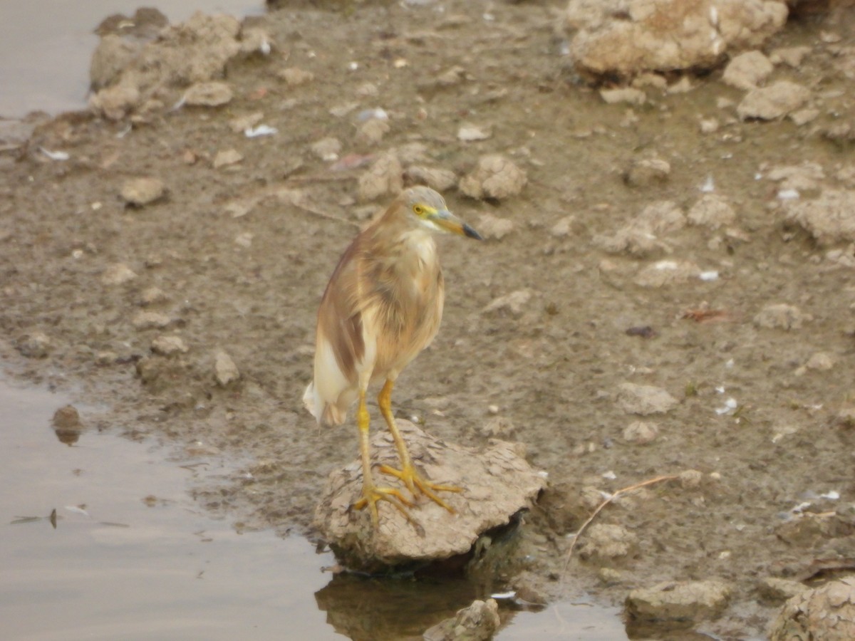 Indian Pond-Heron - ML619395713