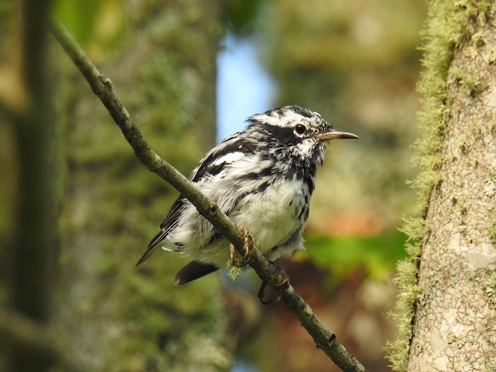 Black-and-white Warbler - ML619395736