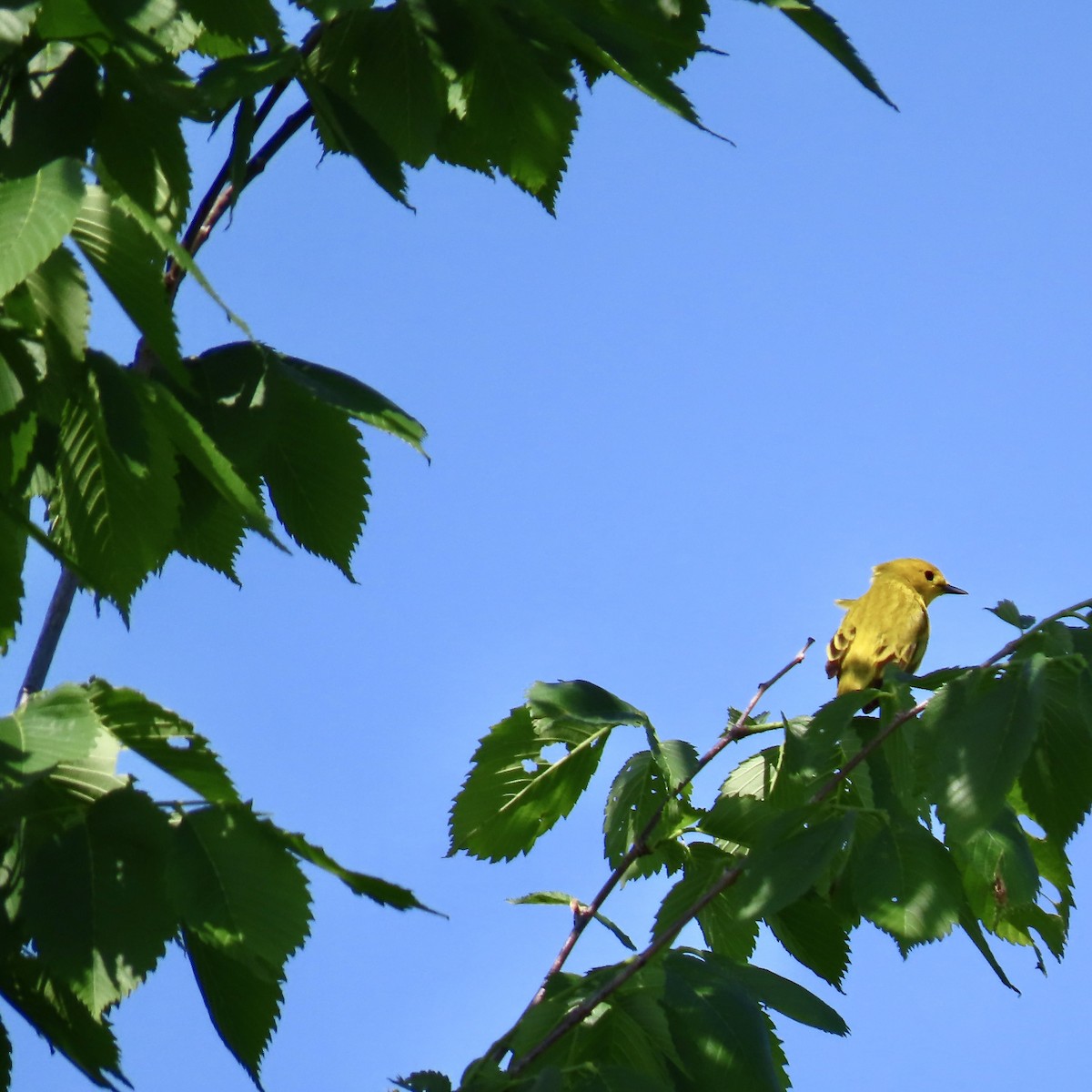 Yellow Warbler - ML619395744