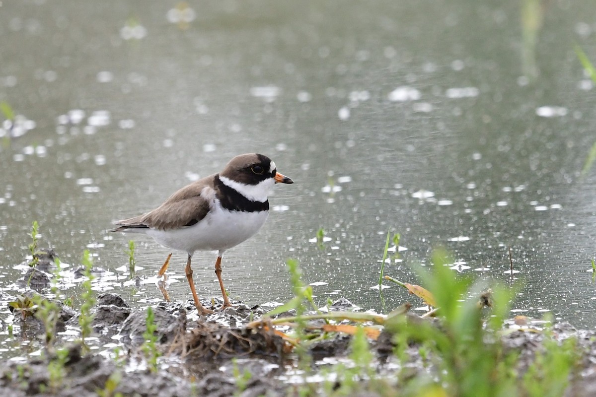 Semipalmated Plover - ML619395828