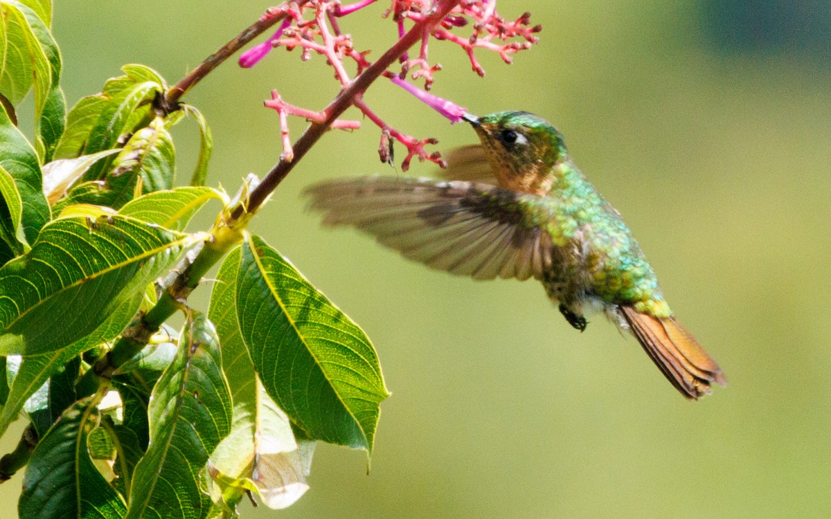 kolibřík dřišťálový - ML619395831