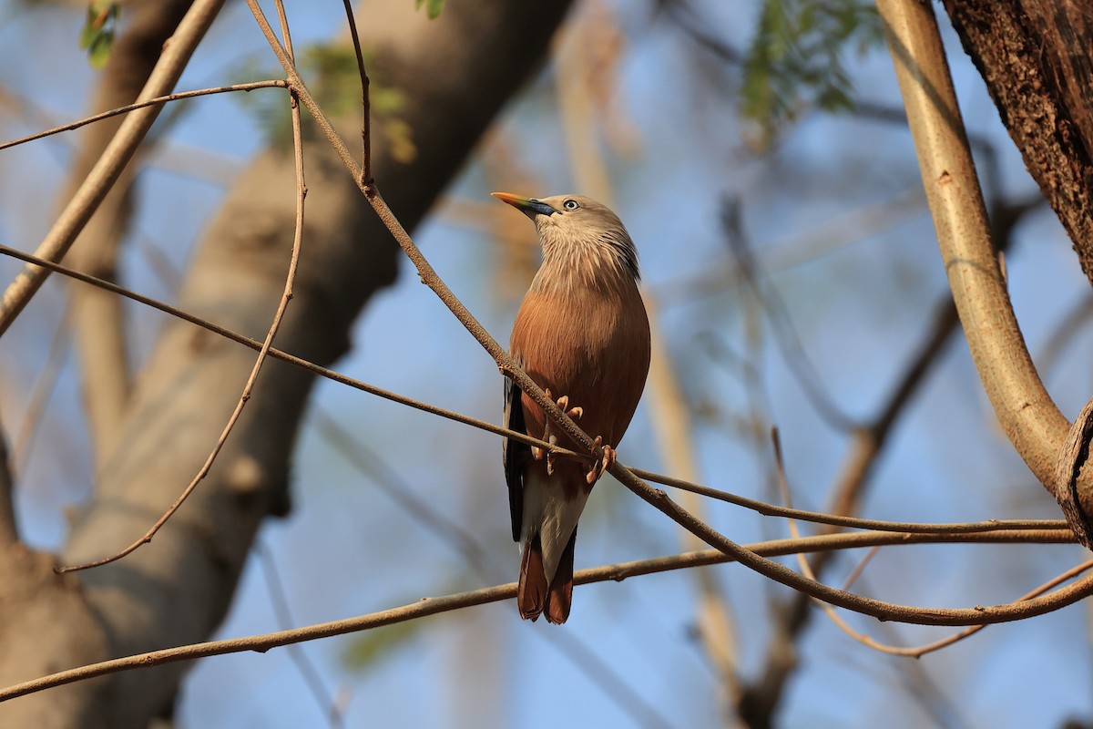 Chestnut-tailed Starling - ML619395847