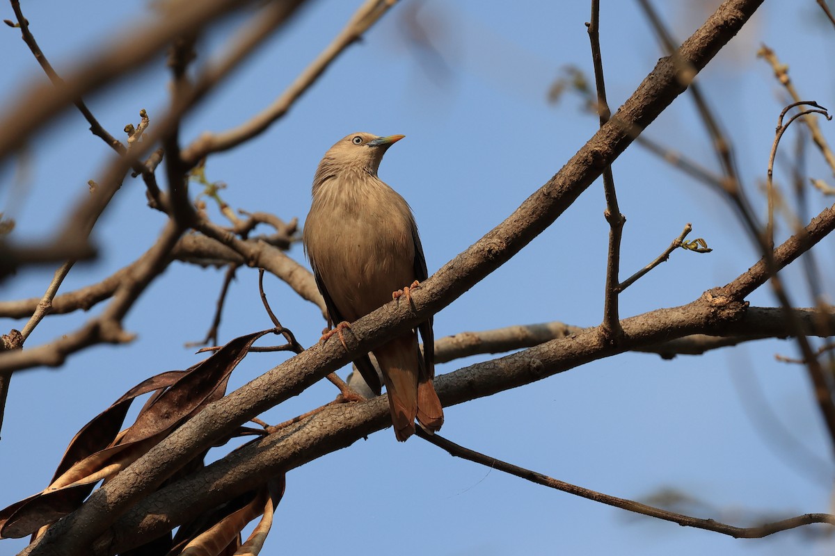 Chestnut-tailed Starling - ML619395849