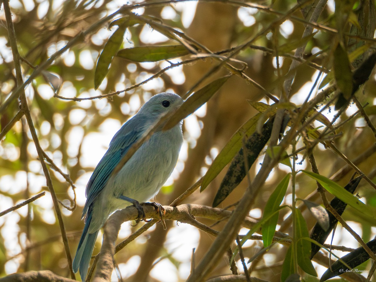 Blue-gray Tanager - ML619395882