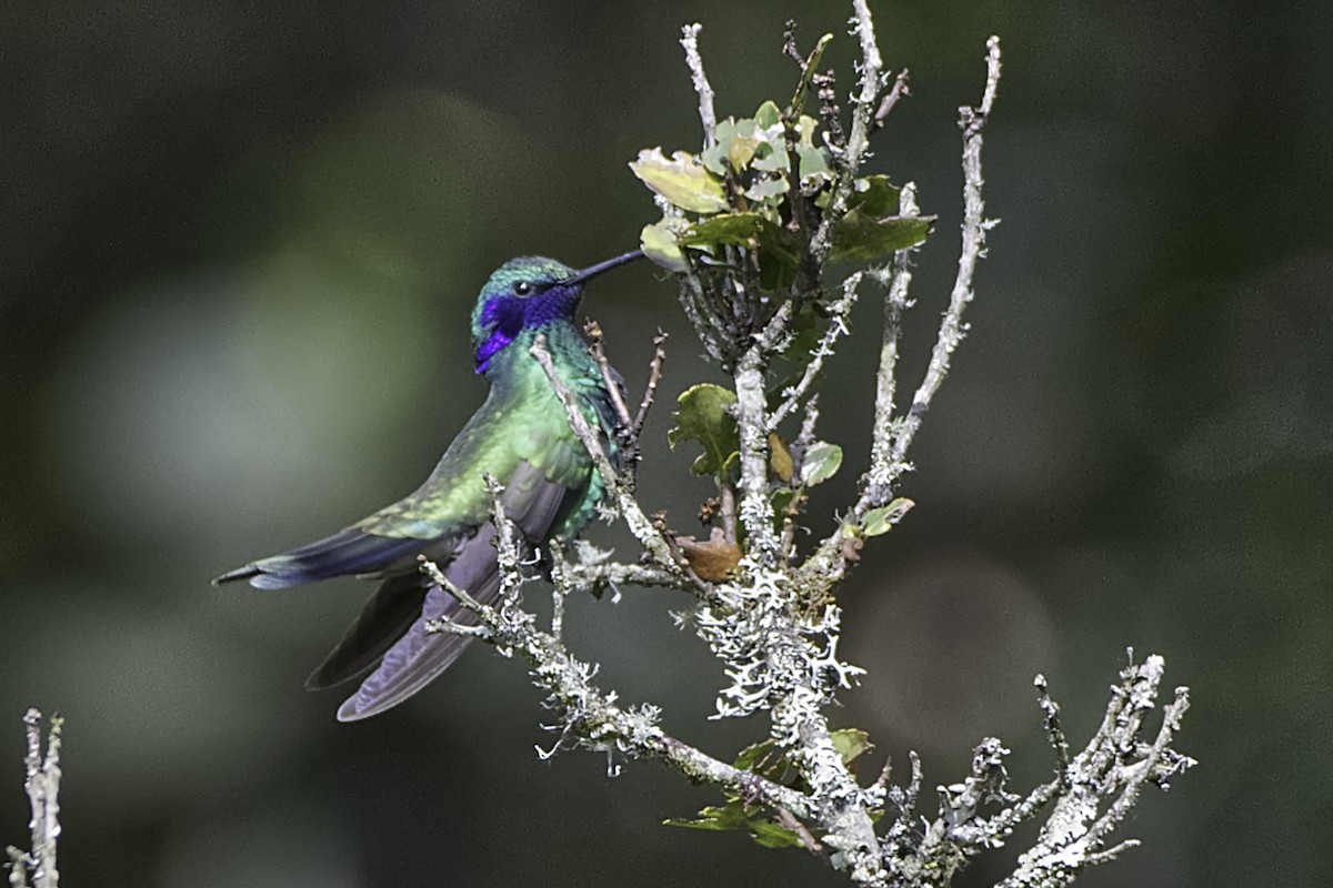 kolibřík modrolící - ML619395901