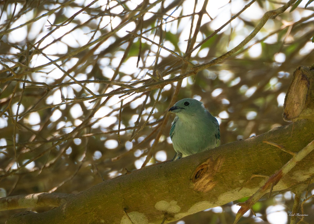 Blue-gray Tanager - ML619395945