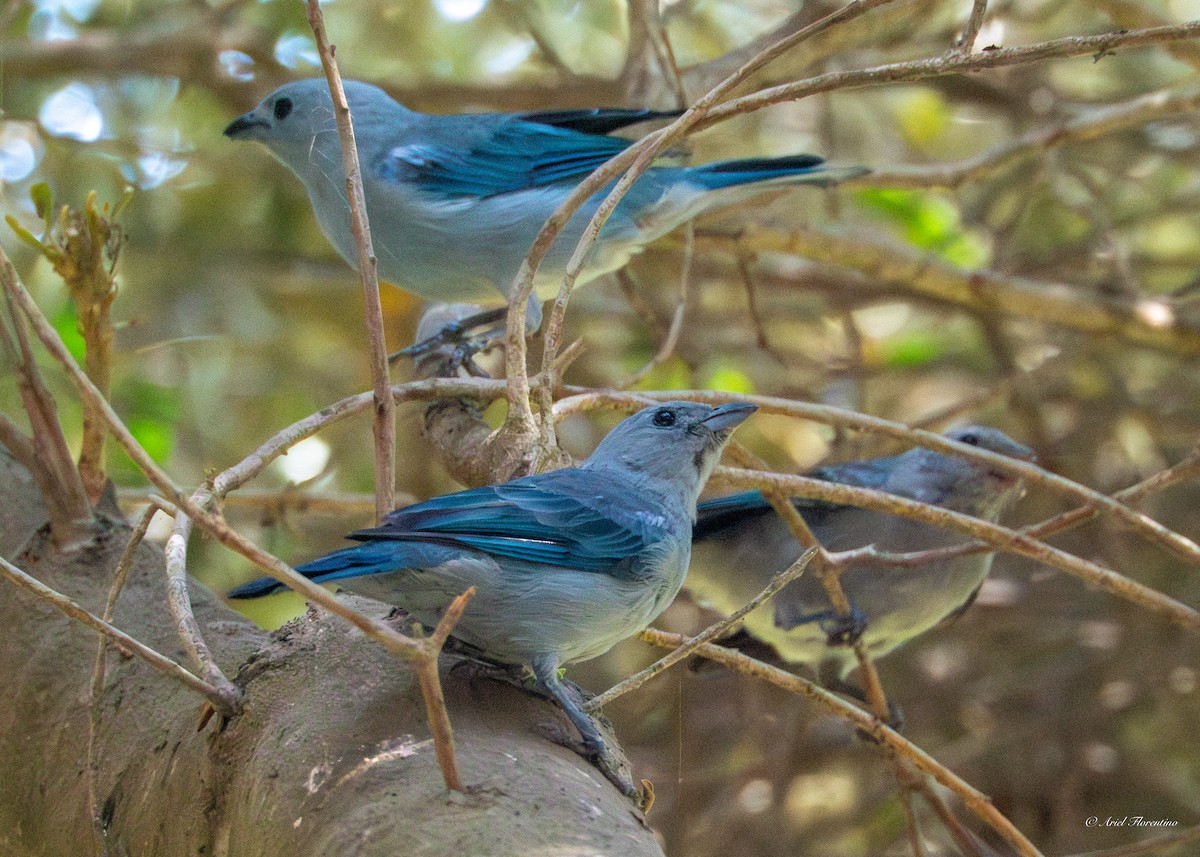 Blue-gray Tanager - ML619395946