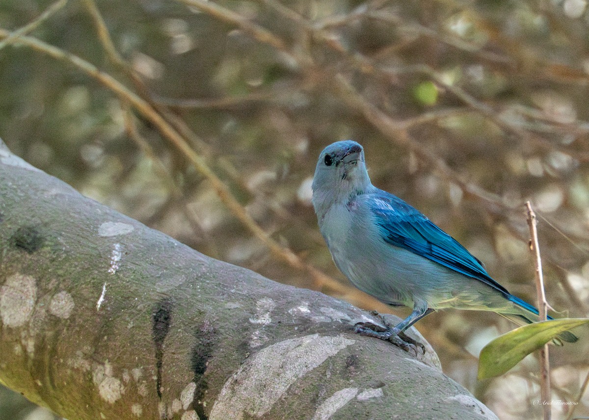 Blue-gray Tanager - ML619395947