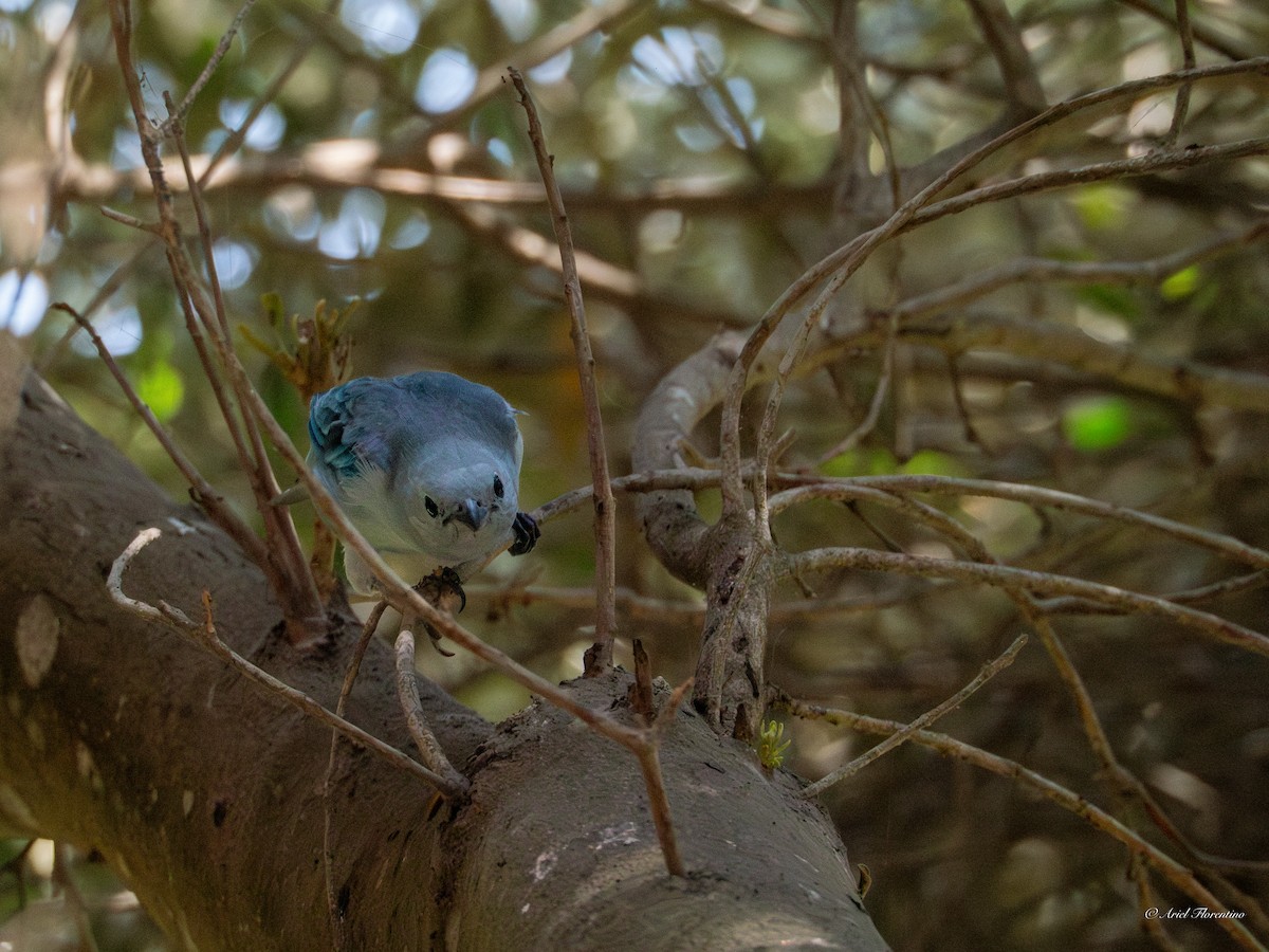 Blue-gray Tanager - ML619395948