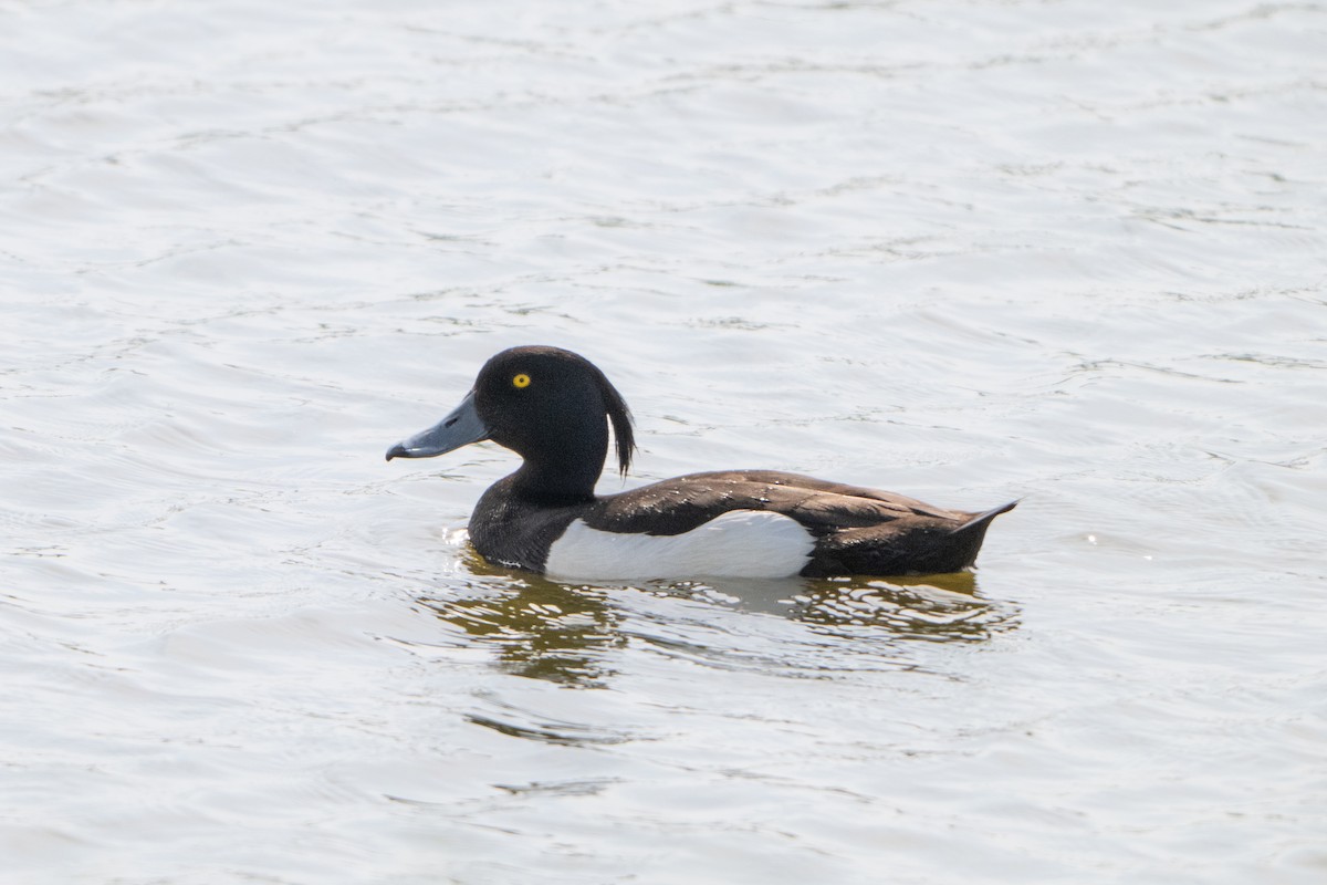 Tufted Duck - ML619395958