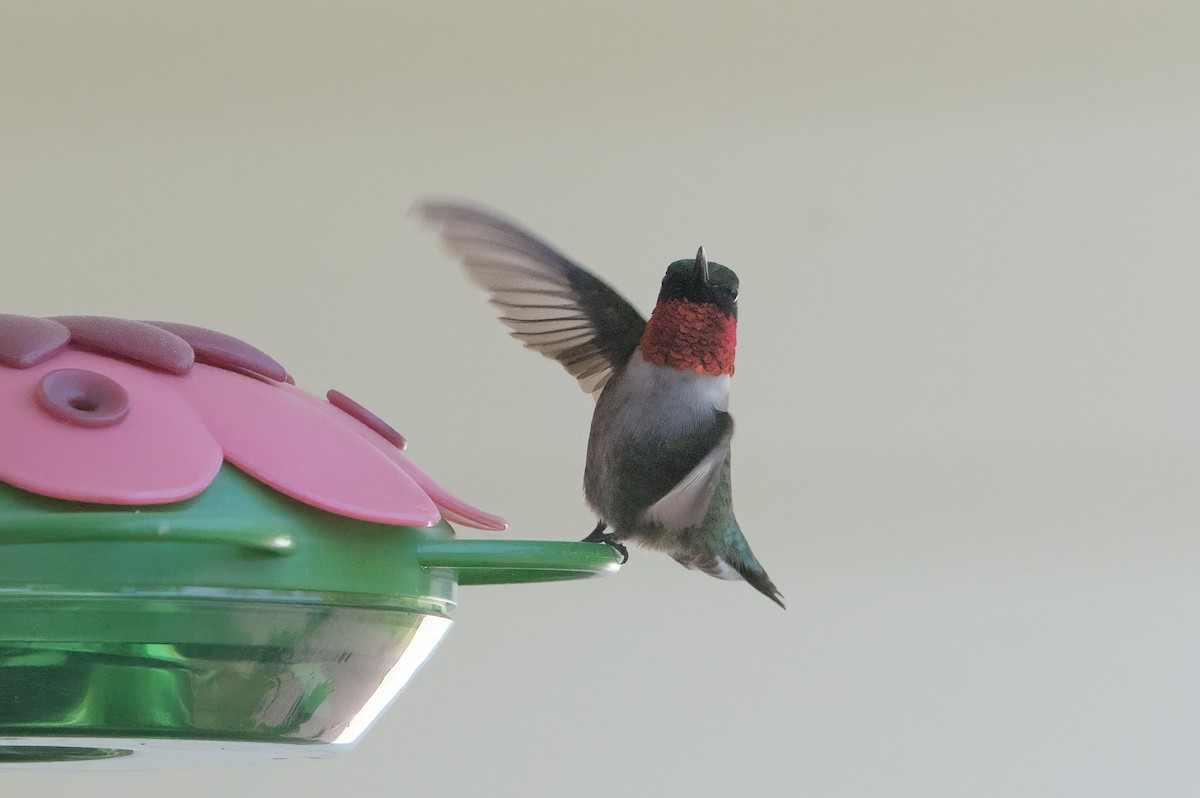 Ruby-throated Hummingbird - ML619395966