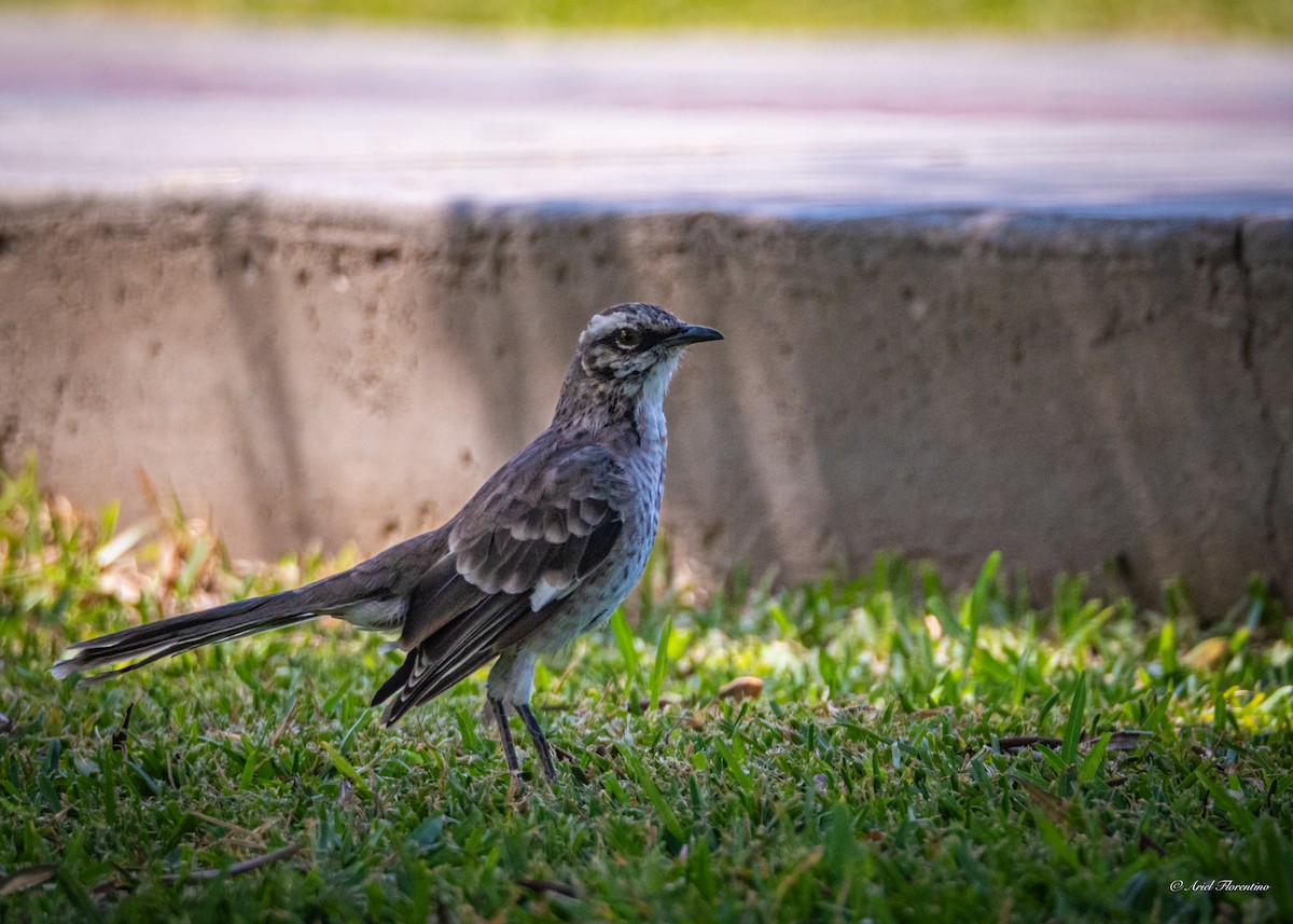 Long-tailed Mockingbird - ML619395975