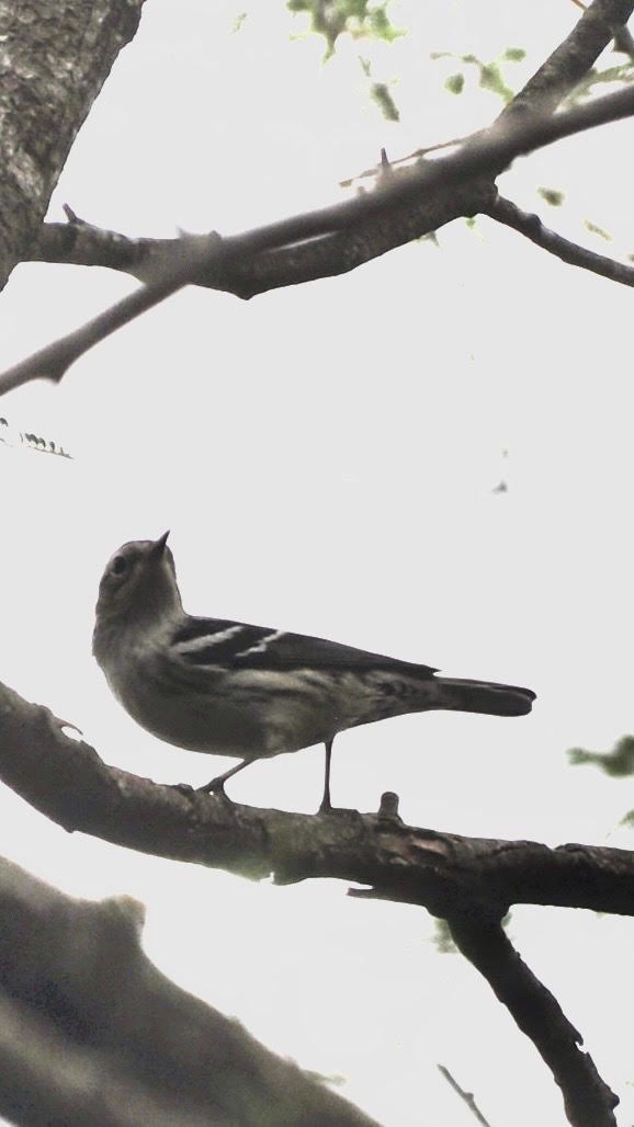 Black-and-white Warbler - ML619395977