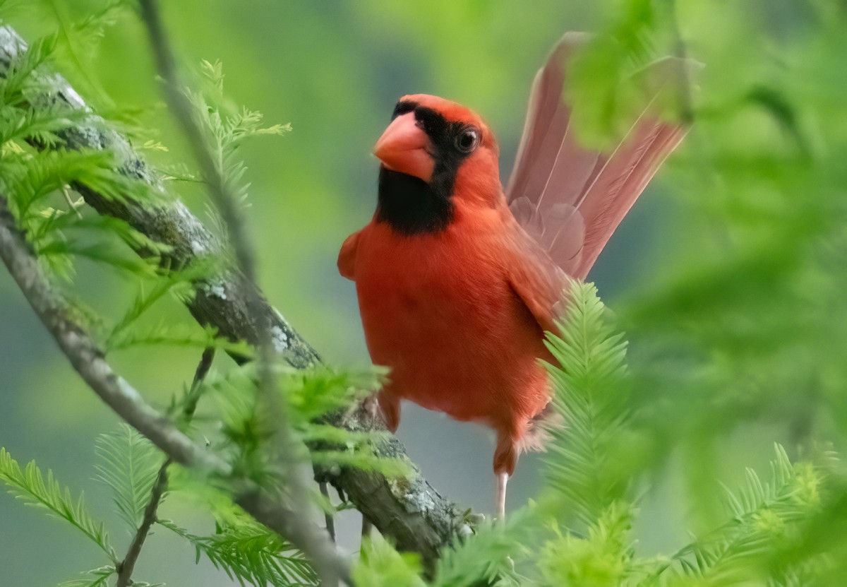 Cardinal rouge - ML619395979